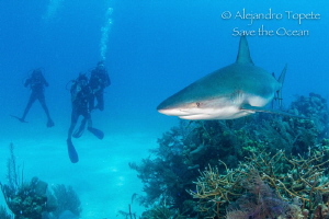Divers with Reef Shark, Half moon caye Belize by Alejandro Topete 